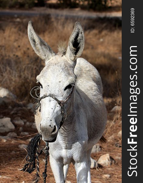 White Donkey Standing - Portrait Orientation. White Donkey Standing - Portrait Orientation