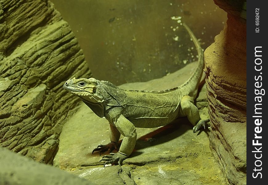 Young iguana resting on a rock