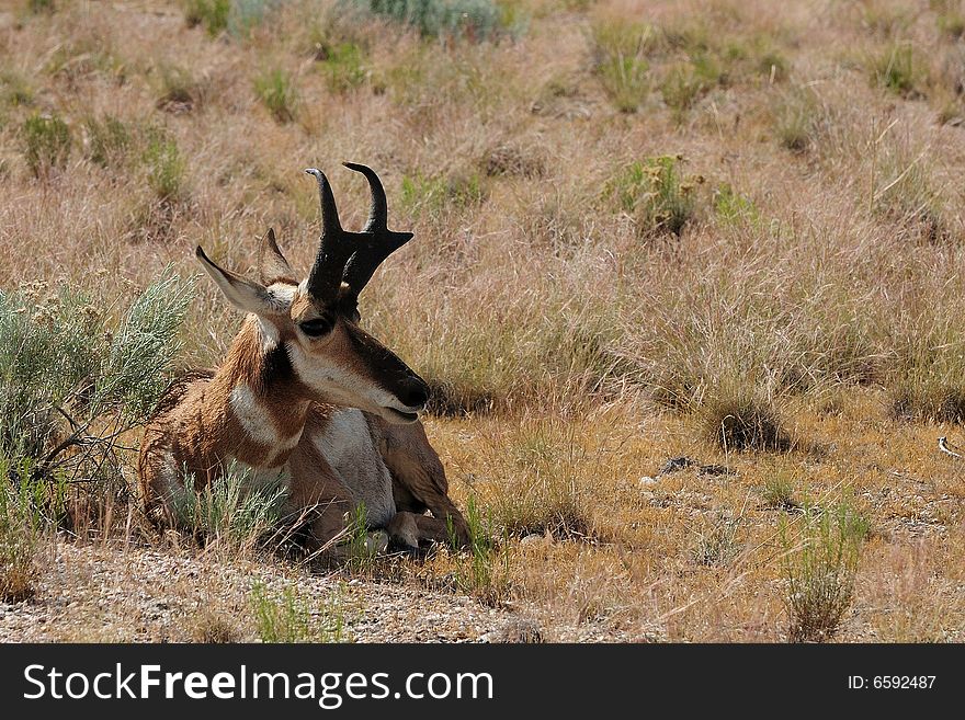 Antelope resting in the sun on a warm summer day
