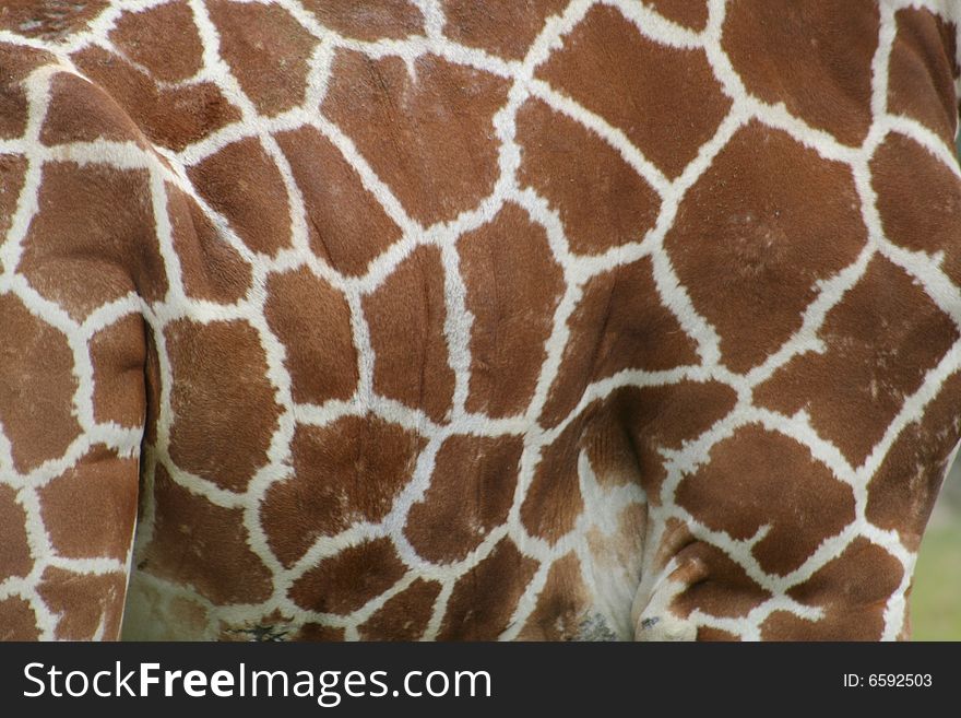 Standing Giraffe skin Pattern at the zoo