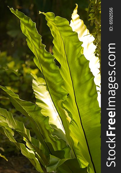 Large fronds of the bird nest fern