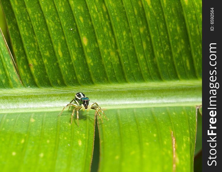 Tiny iridescent jumping spider on the spine of a large heliconia leaf