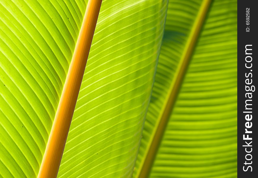 Natural Abstract created by the large leaves of a tropical tree. Natural Abstract created by the large leaves of a tropical tree