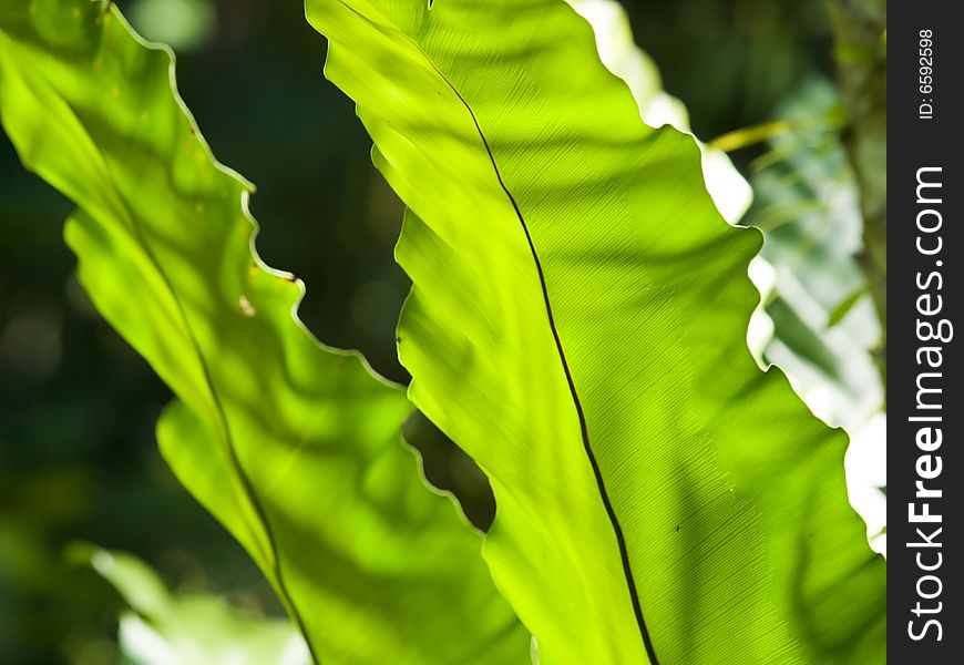 Large fronds of the bird nest fern. Large fronds of the bird nest fern