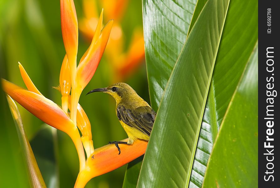 Female olive backed sunbird foraging in the dense cluster of heliconia leaves. Female olive backed sunbird foraging in the dense cluster of heliconia leaves