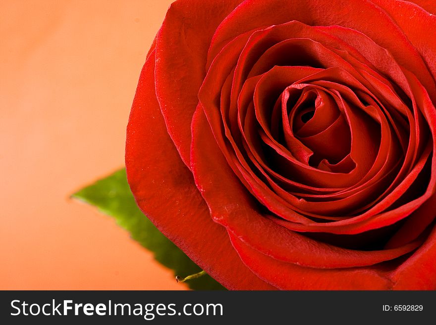 Red rose isolated on red background.