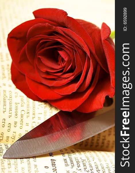 Beautiful red rose on book. Beautiful red rose on book