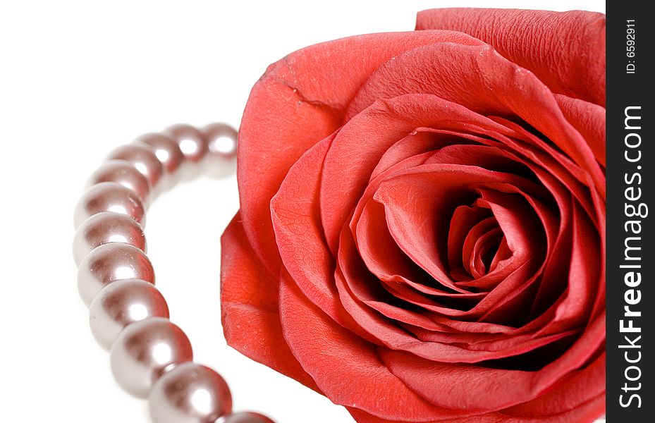 Red rose isolated on white background.