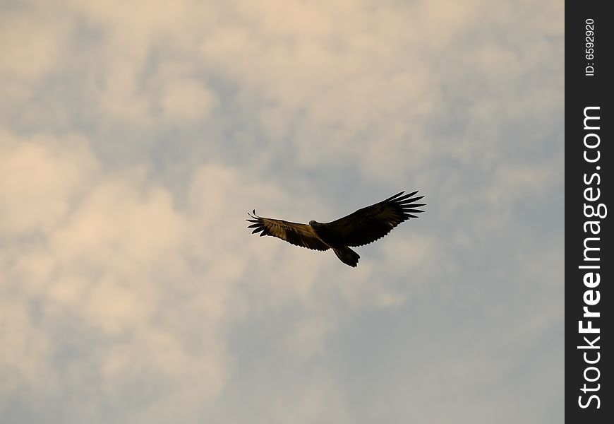 Eagle gliding in a cloudy evening sky in search of prey. Eagle gliding in a cloudy evening sky in search of prey