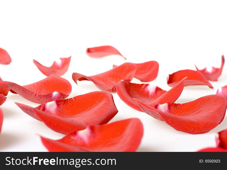 Red rose petals isolated on white background.