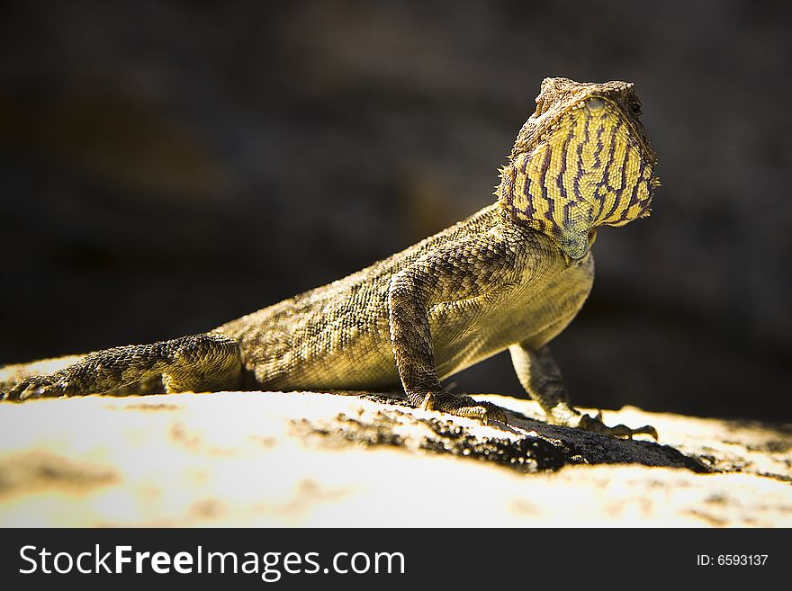 Close-up of a yellow brown lizard sitting on a rock. Close-up of a yellow brown lizard sitting on a rock