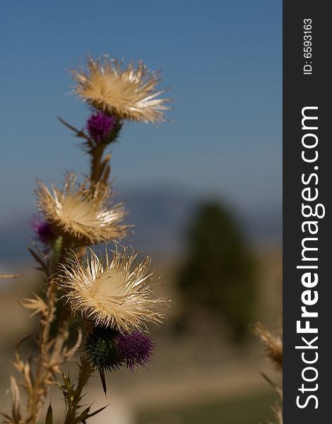 Selective focus of three thistles against blue sky. Selective focus of three thistles against blue sky