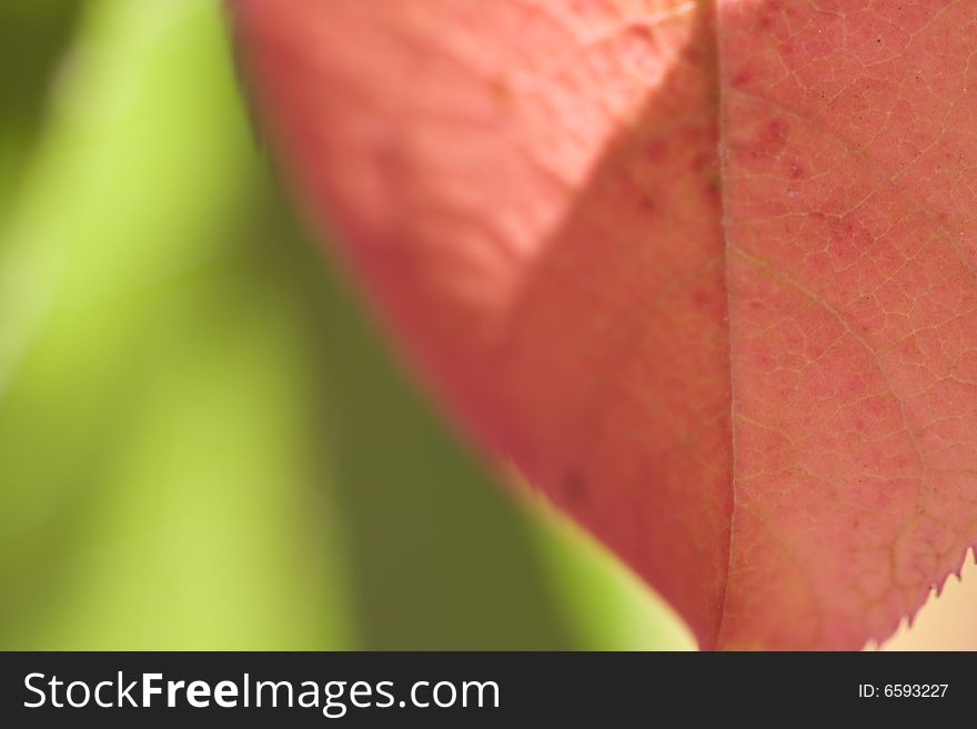 Fall leaf macro backlit by sun selective focus