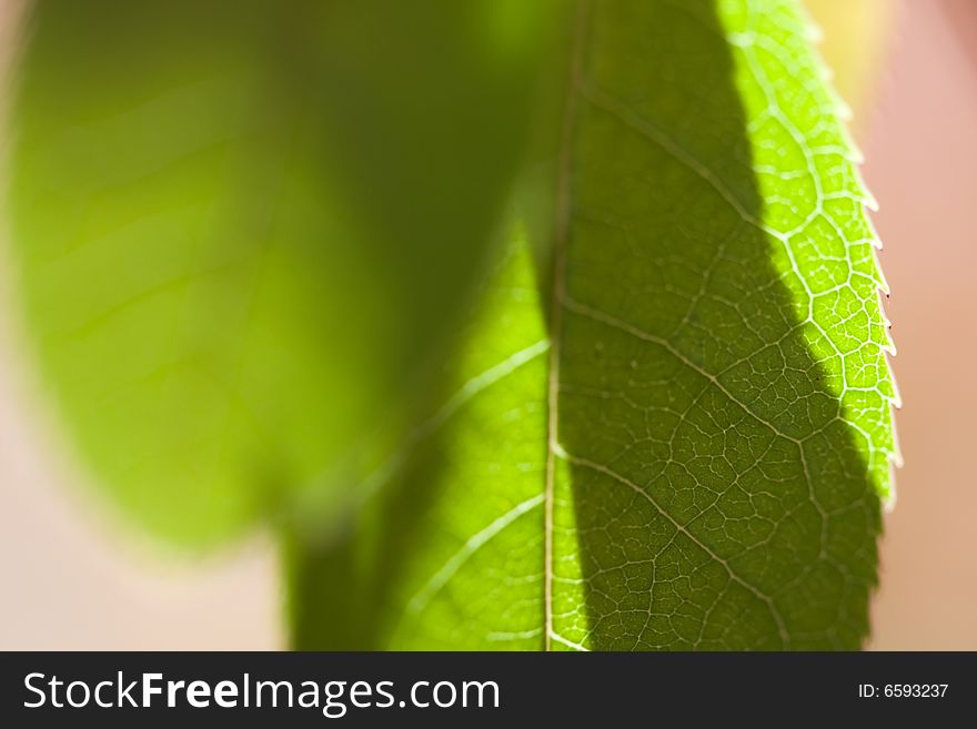 Fall leaf macro backlit by sun selective focus