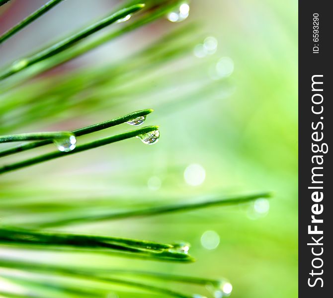 Pine Needle With Dewdrops