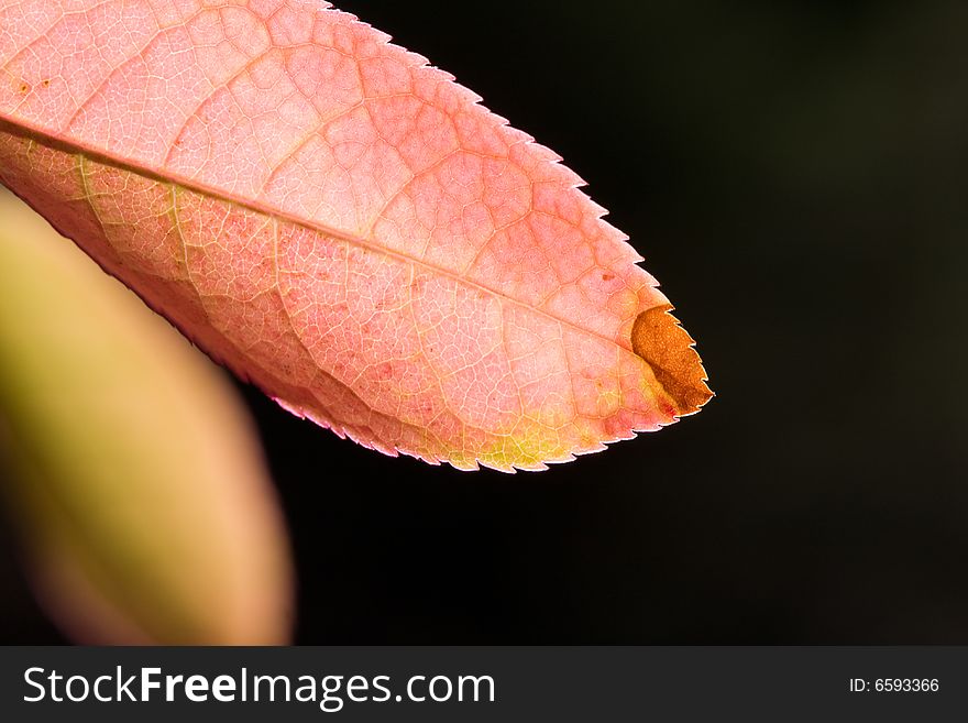 Close up of autumn leaf against out of focus background. Close up of autumn leaf against out of focus background