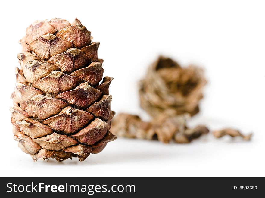 Pine cones isolated on white background.