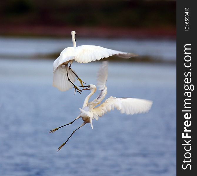 Two egrets are fighting vehemently. Two egrets are fighting vehemently