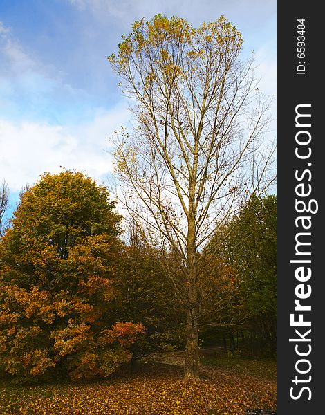 Two trees showing the variety nature's beauty in autumn