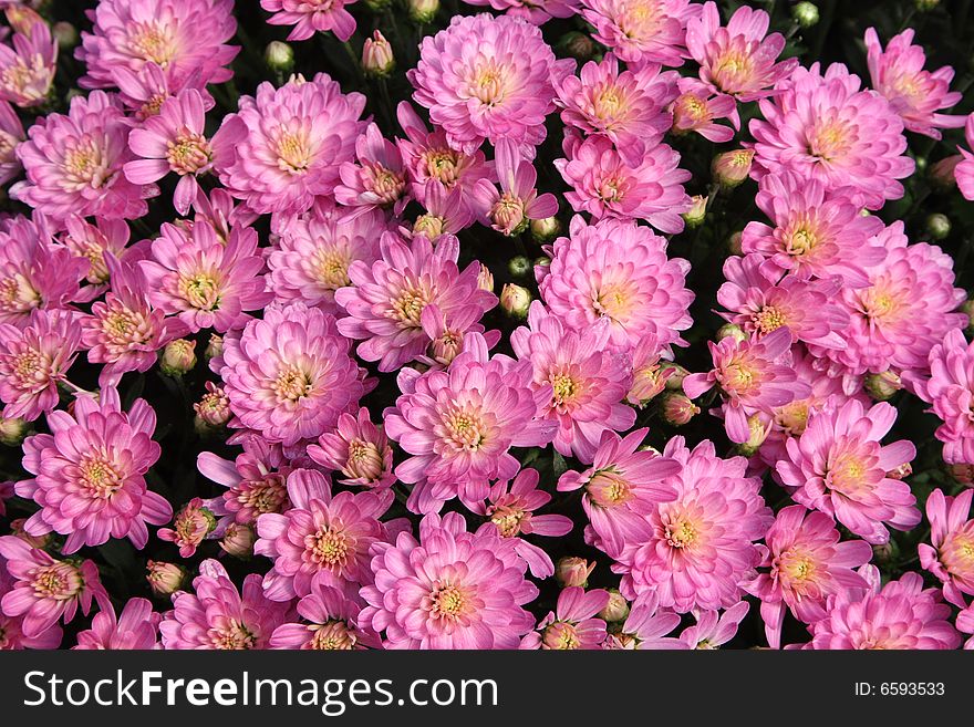 Autumn mums background close up