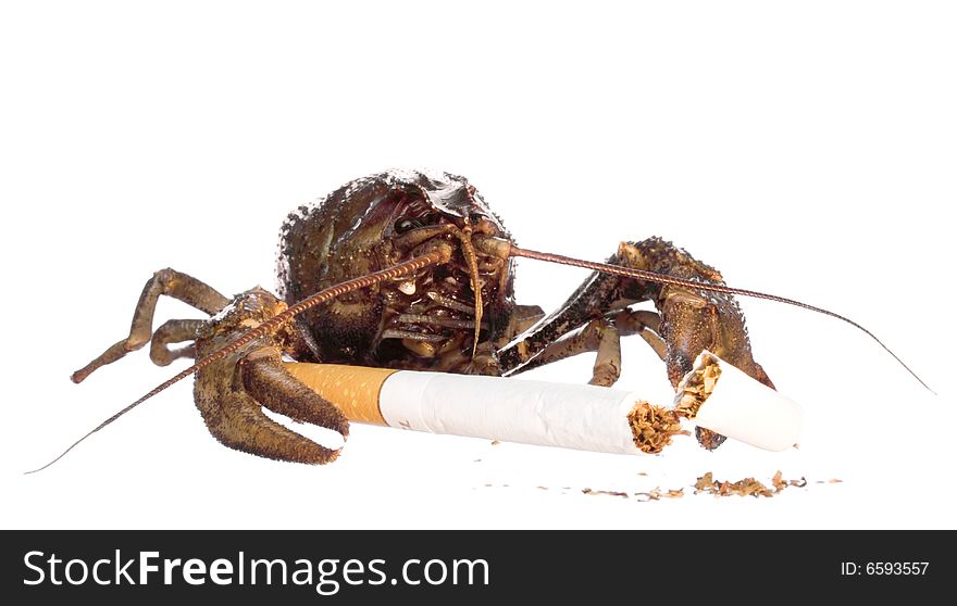 Crayfish with cigarette isolated on white background. Crayfish with cigarette isolated on white background