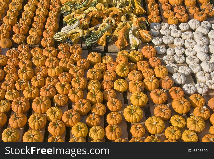 Pumpkin patch with a variety of pumpkins gourds and squash in different sizes and colors