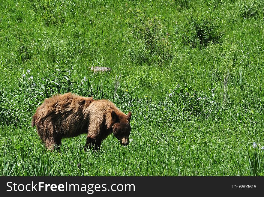 Black bear walking in a field