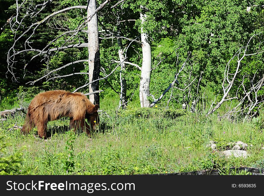 Black bear walking in a field in yellowstone