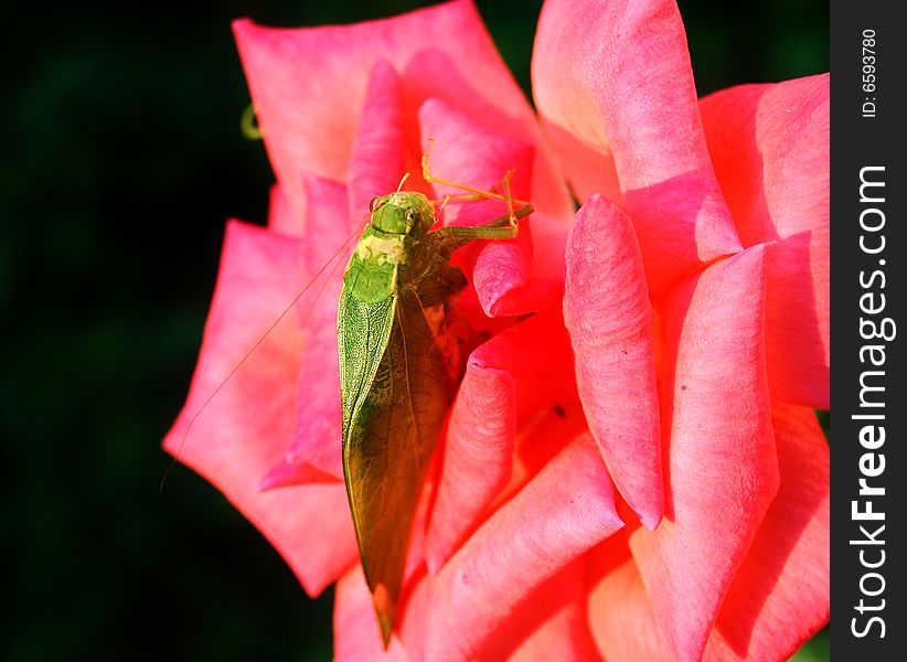 Green grasshopper resting on a wild rose