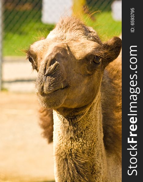 Camel with a funny expression