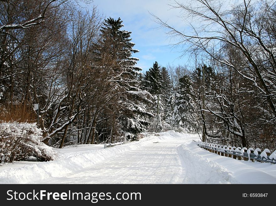 The road in winter forest. The road in winter forest