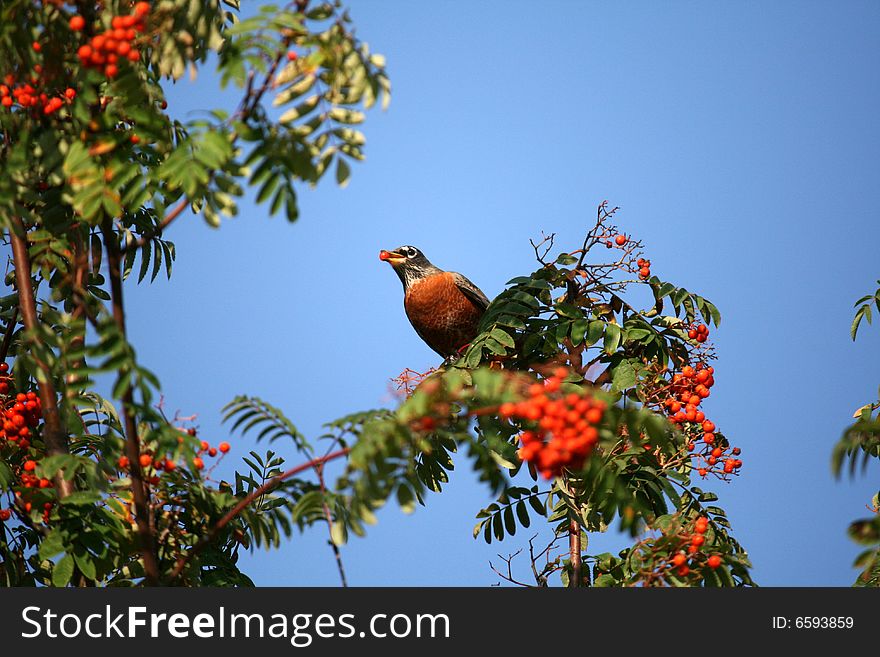 Robin sitting on the mountain tree. Robin sitting on the mountain tree