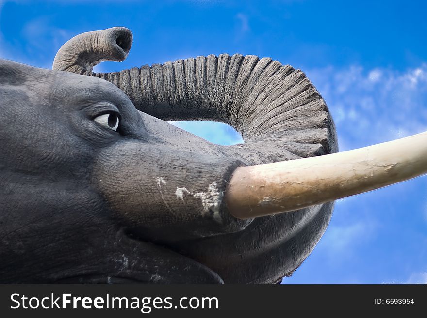 Jumbo African elephant with a blue background