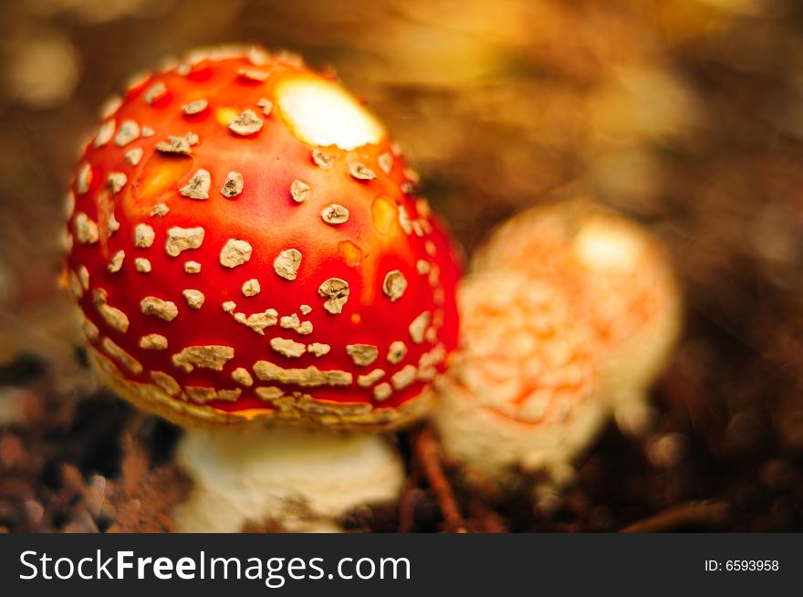 Beautiful Ornamental Mushroom