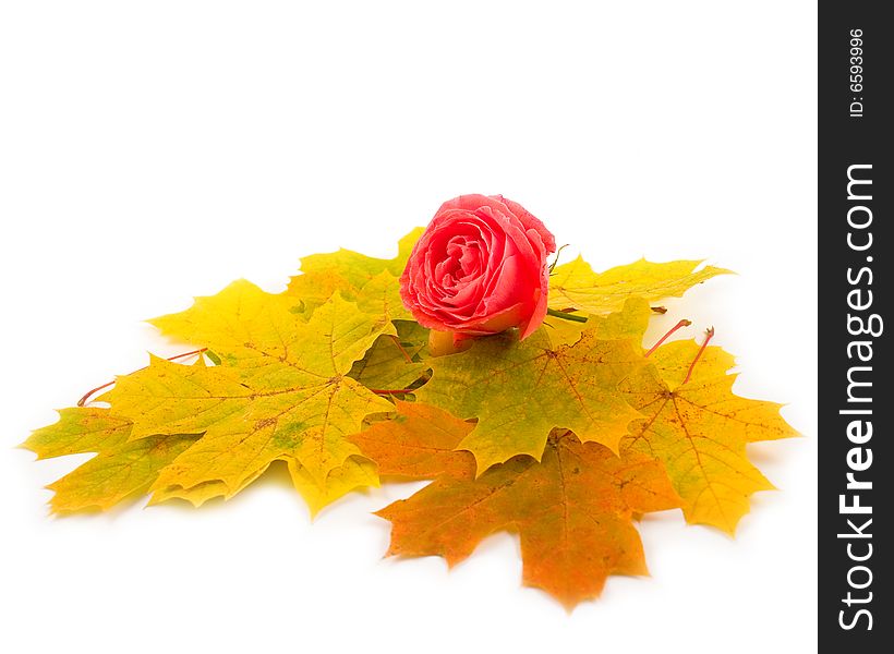 Flower beautiful scarlet rose and yellow autumn leaves of maple on white background