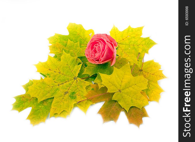 Flower beautiful scarlet rose and yellow autumn leaves of maple on white background. Flower beautiful scarlet rose and yellow autumn leaves of maple on white background