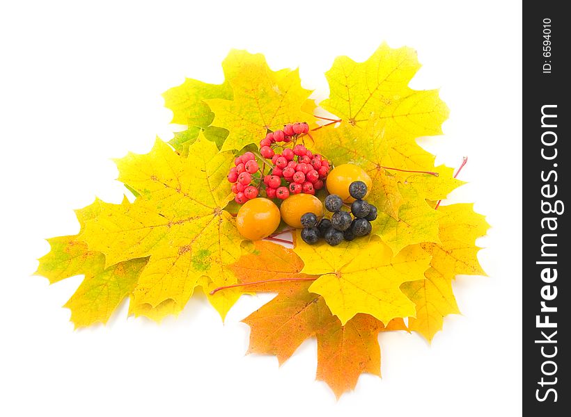 Red black berry mountain ash with plum and yellow autumn leaves of maple on white background. Red black berry mountain ash with plum and yellow autumn leaves of maple on white background
