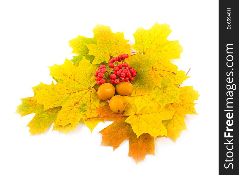 Red berry mountain ash with plum and yellow autumn leaves of maple on white background