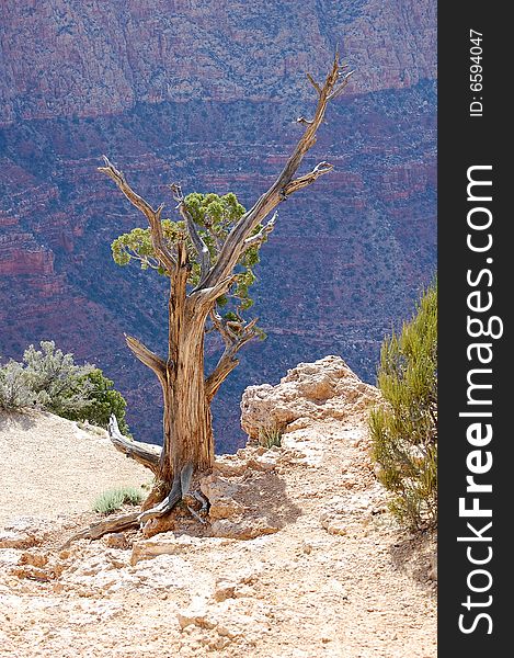 This tree sits overlooking the mighty Grand Canyon. This tree sits overlooking the mighty Grand Canyon.