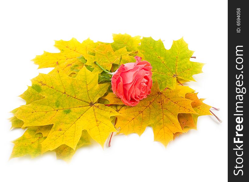 Flower beautiful scarlet rose and yellow autumn leaves of maple on white background