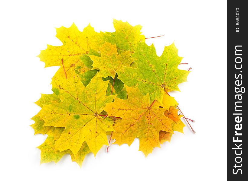 Maple yellow fallen beautiful and bright leaves on white background