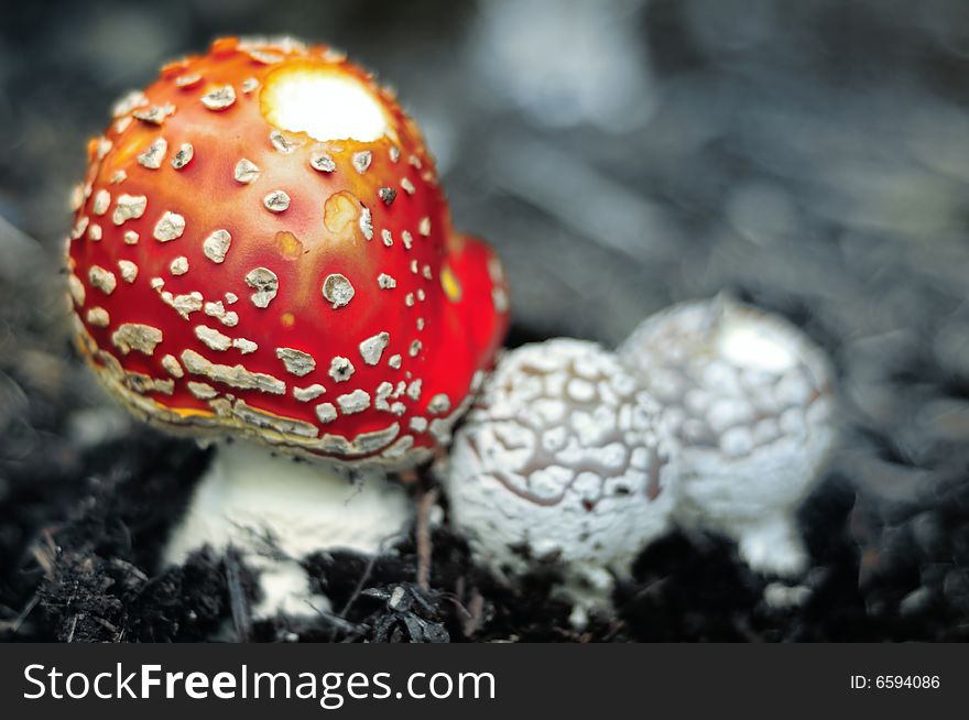 A colorful mushroom in black and white image