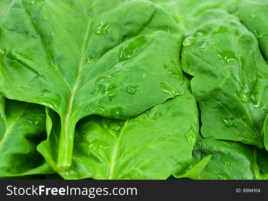 Spinach leaf - isolated on white background.