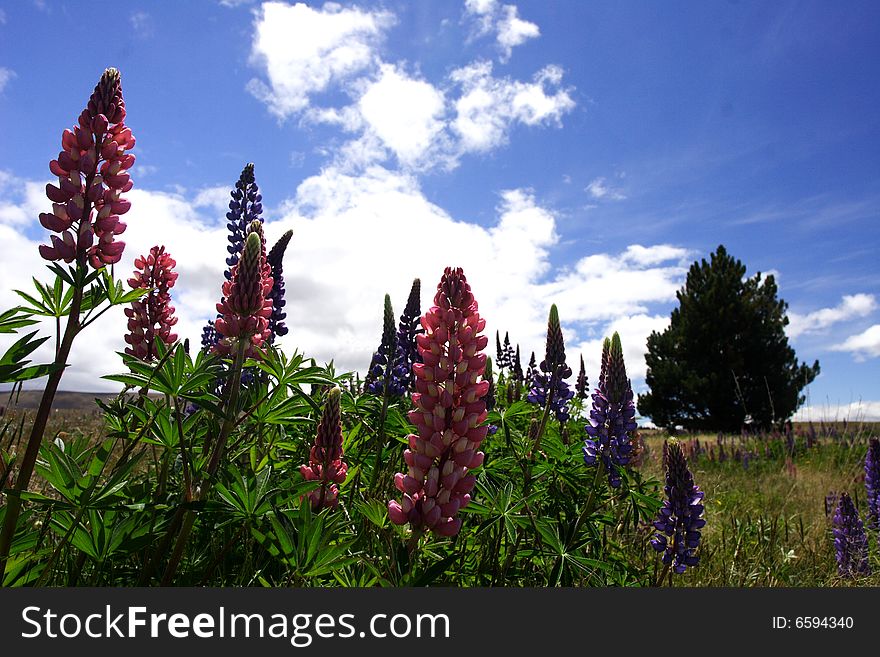 Lavender in the wind, picture was taken in New Zealand, Nov 2007, . Lavender in the wind, picture was taken in New Zealand, Nov 2007,