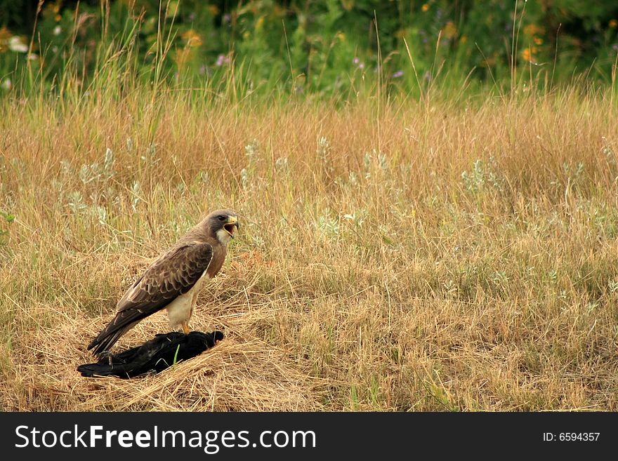 A Hawk standing on top of the crow that it just killed on the Alberta prairie. A Hawk standing on top of the crow that it just killed on the Alberta prairie