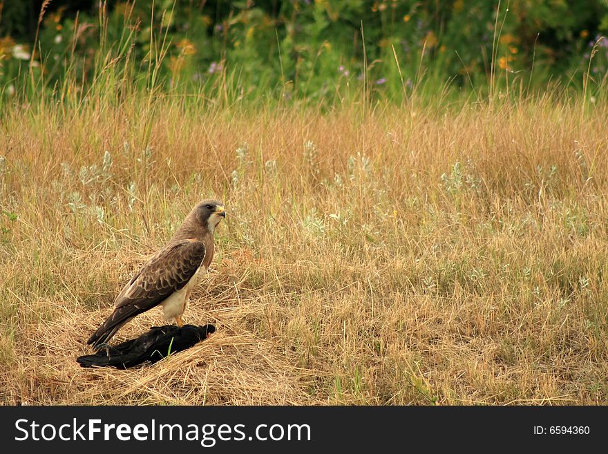 A Hawk standing on top of the crow that it just killed on the Alberta prairie. A Hawk standing on top of the crow that it just killed on the Alberta prairie