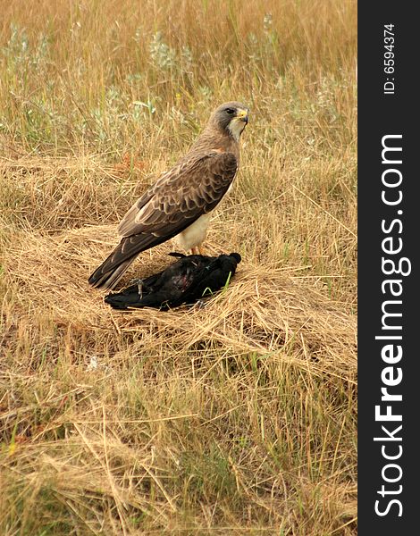 A Hawk standing on top of the crow that it just killed on the Alberta prairie. A Hawk standing on top of the crow that it just killed on the Alberta prairie