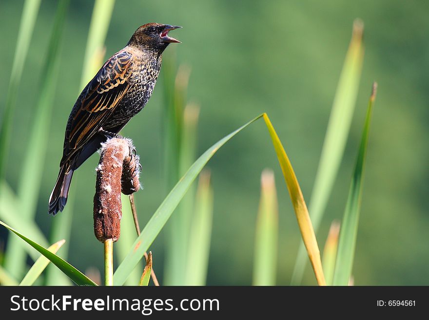 A redwinged black bird sings in the morning sun. A redwinged black bird sings in the morning sun