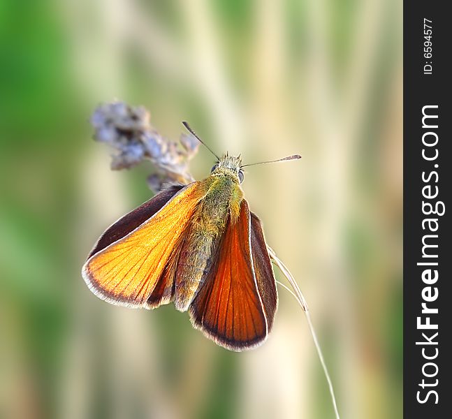 Orange butterfly on the blade. Russian nature, wilderness world.