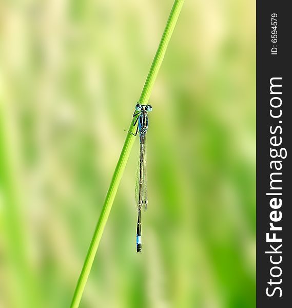 Dragonfly. Russian nature, wilderness world.